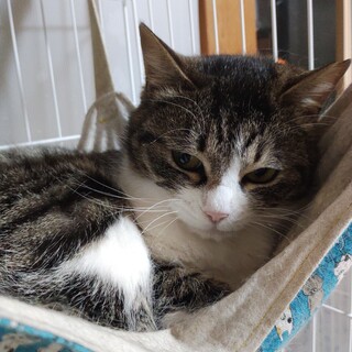 可愛いキジシロ