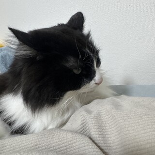 黒白の凛々しい男の子！