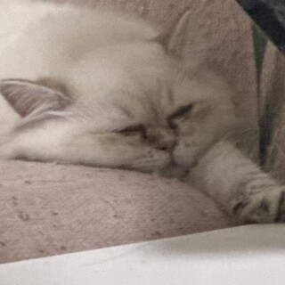 ふわふわ4ヶ月くらいの女の子！