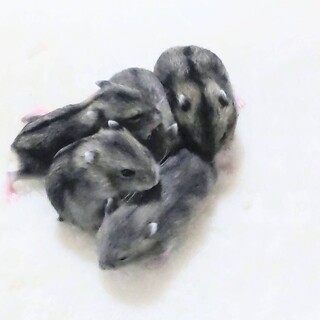 【急募】ジャンガリアン7匹