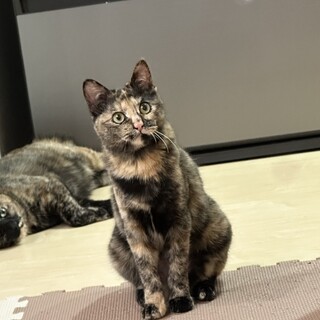 生後7ヶ月くらいのサビ猫ももち（たまちと兄弟）