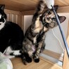 生後7ヶ月くらいのサビ猫ももち（たまちと兄弟）