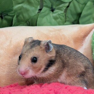 生後1ヶ月ゴールデンハムスター赤ちゃん
