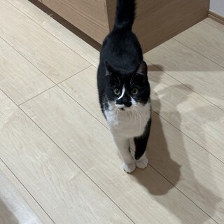 生後7ヶ月くらいの黒白猫たまち（ももちと兄弟）