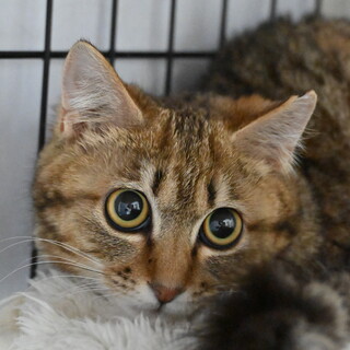 アコ：おもちゃとおやつが好き！麦わらの女の子