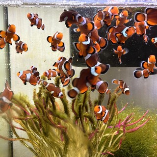 自家繁殖　カクレクマノミ