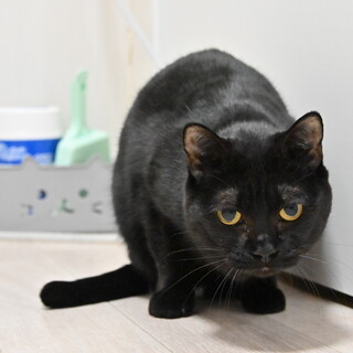 チャコ：スリゴロ！人馴れ抜群のママ猫