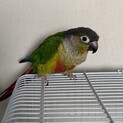 ワキゴガネウロコインコ　里親決定致しました。