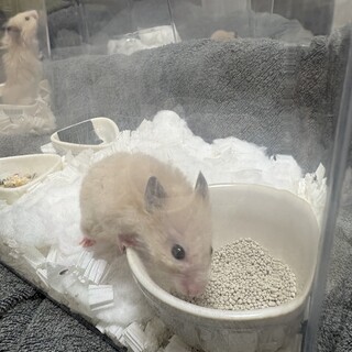 キンクマハムスター 里親募集中 ショートヘア2匹