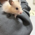 キンクマハムスター 里親募集 ロングヘアー3匹