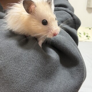 キンクマハムスター 里親募集 ロングヘアー3匹