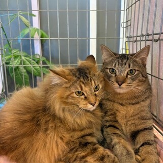 仲良し兄妹です。