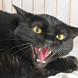 さつま：絶賛人馴れ修行中のシャー猫