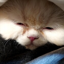 突然家族になった小さな女の子