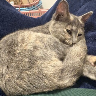 ちょっと珍しいパステルサビの子猫です