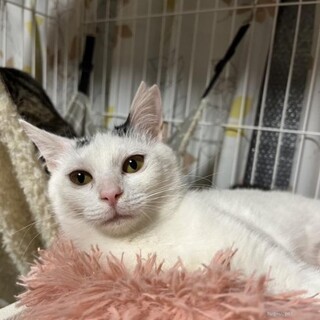 甘えん坊になりました　らみちゃん