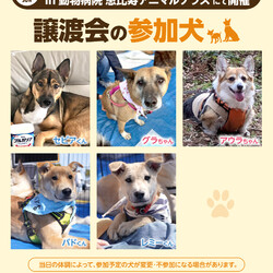 保護いぬ譲渡会