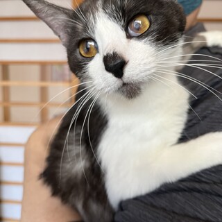 人馴れ抜群の美猫