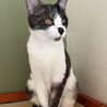 人馴れ抜群の美猫