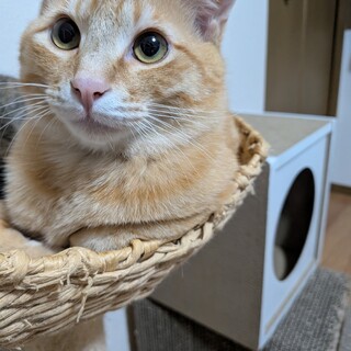 生後約7ヶ月の茶トラのシャケ君