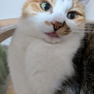 　ちょっとビビりだけど美人な三毛ちゃん