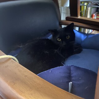 猫が大好き人間は少し好きな甘えん坊なカイ君