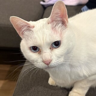 【猫の里親募集】青い瞳がとてとチャーミング。