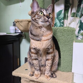 麦わら子猫みかんです。