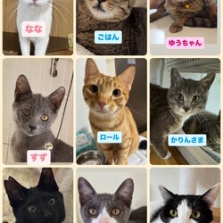 ほごねこ譲渡会