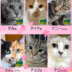 飼いやすいおとなねこ20匹★みよし市