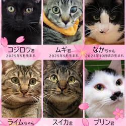 飼いやすいおとなねこ20匹★みよし市 サムネイル2