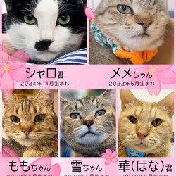 飼いやすいおとなねこ20匹★みよし市 サムネイル3