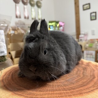 純血種ネザーランドドワーフの女の子