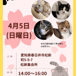 かすがい地域猫会保護猫譲渡会