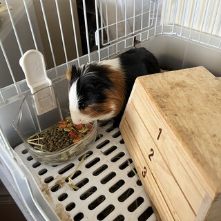 長毛種モルモット！アキくん！里親募集！！