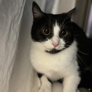 【マイク模様がチャームポイント✨】プリンちゃん