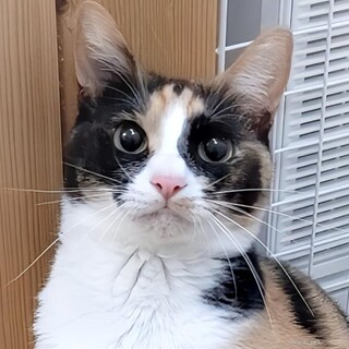 可愛いミケ❤️コウガちゃん