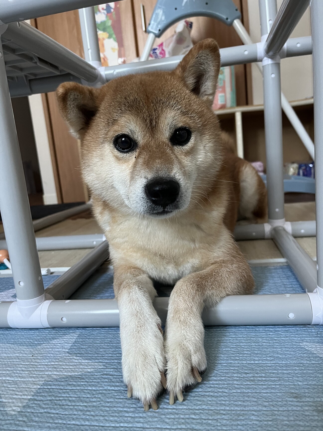 柴犬 8歳 オス 元気」福岡県 - 犬の里親募集(538252) :: ペットの