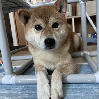 柴犬  8歳  オス  元気