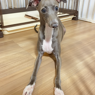 イタグレ　女の子　人懐っこく甘えん坊