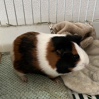 ロシアンモルモット！アイラちゃん！里親募集！