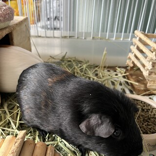 ロシアンモルモット！レゼちゃん！里親募集！