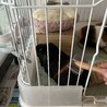 ロシアンモルモット！レゼちゃん！里親募集！ サムネイル3