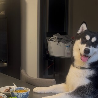 シベリアンハスキー