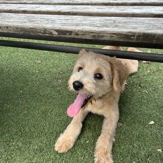 (至急)ポメプー1歳♂︎