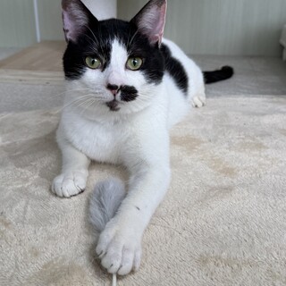 人懐っこすぎる！人が大好きな甘えん坊　白黒のミック