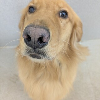 ヤロ（ゴールデンレトリバー）募集中