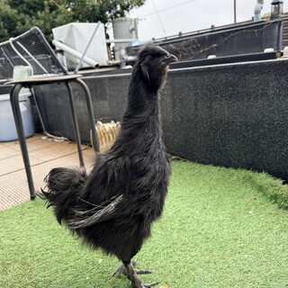 烏骨鶏　雄　黒　4ヶ月
