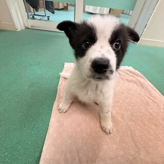 ３本足の子犬、人も犬も大好きな明るい子！