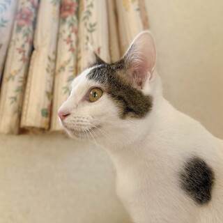 テン【兄妹スイ】